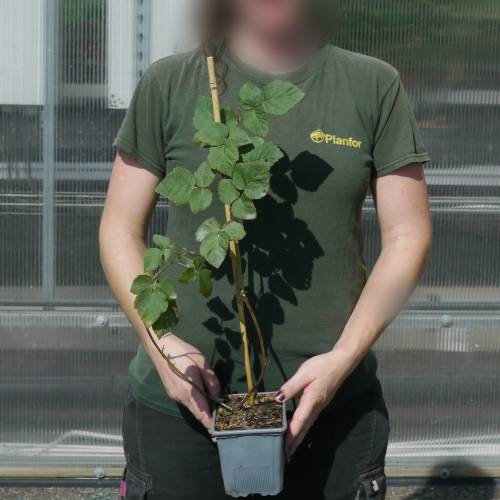 Berry, Tayberry Hybrid