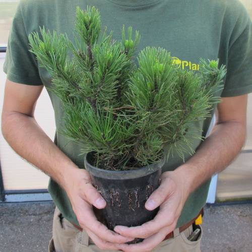 Pine, dwarf mugo pumilio