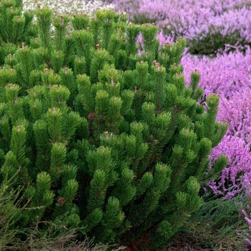 Pine, dwarf mugo pumilio
