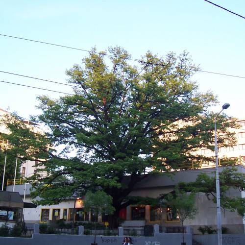 Oak, pedunculate