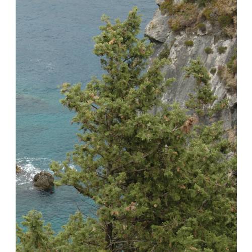 Cypress, Italian