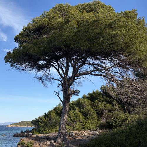 Pine, aleppo