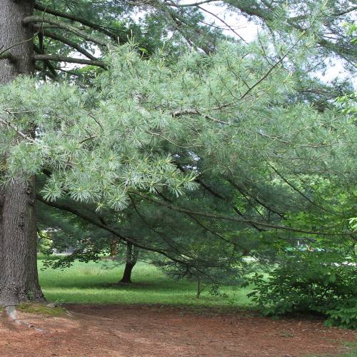 Pine, eastern white