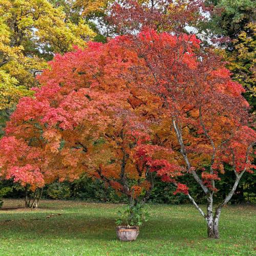 Maple, Amur
