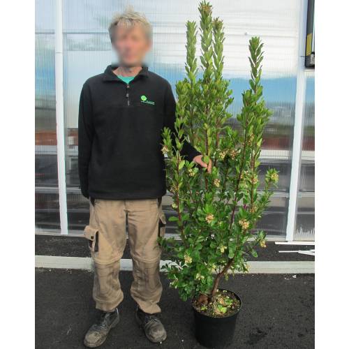Strawberry tree