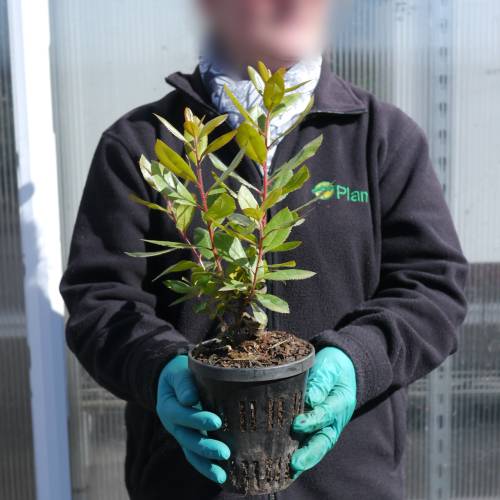 Strawberry tree