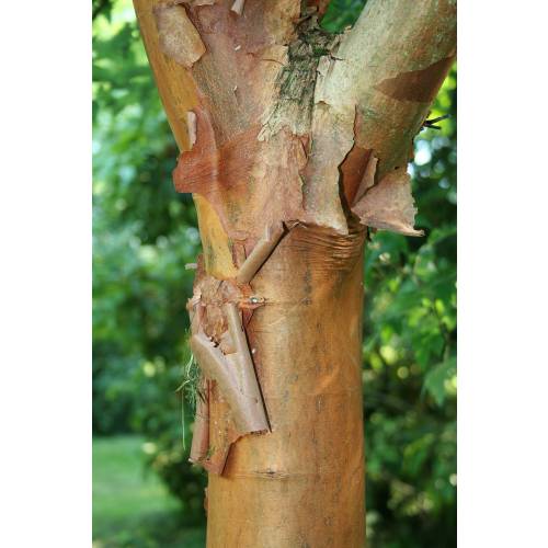 Maple, paper bark