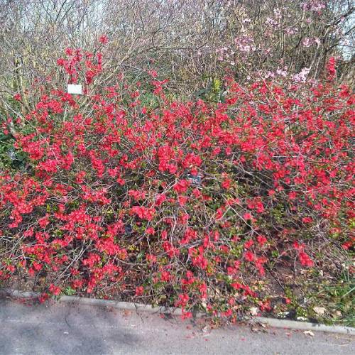 Quince, Japanese flowering Red