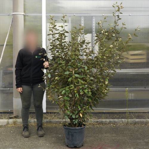 Eleagnus ebbingei