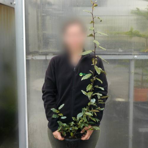 Eleagnus ebbingei