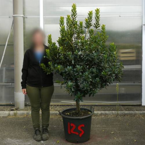 Strawberry tree Specimen