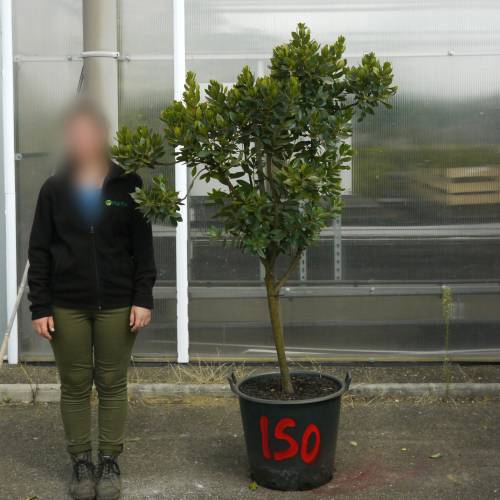 Strawberry tree Specimen