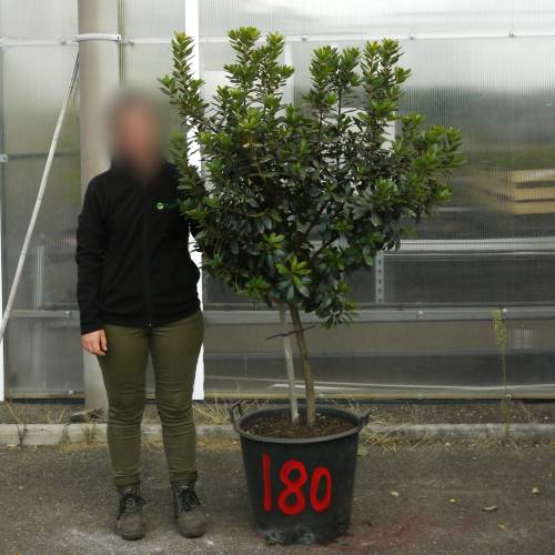 Strawberry tree Specimen
