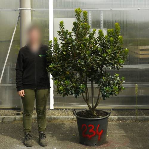 Strawberry tree Specimen