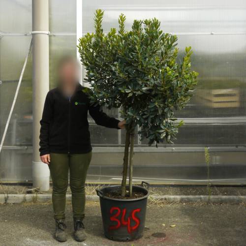 Strawberry tree Specimen