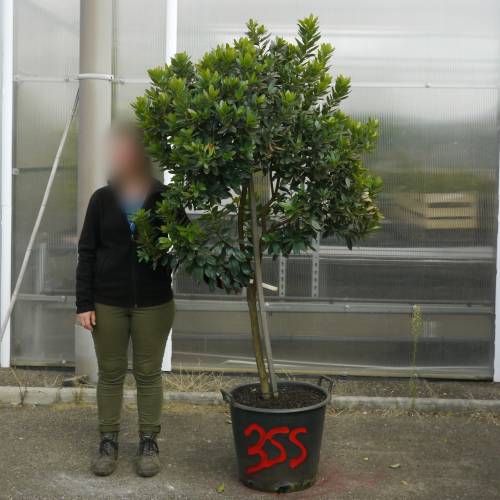 Strawberry tree Specimen