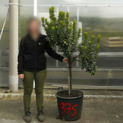 Strawberry tree Specimen