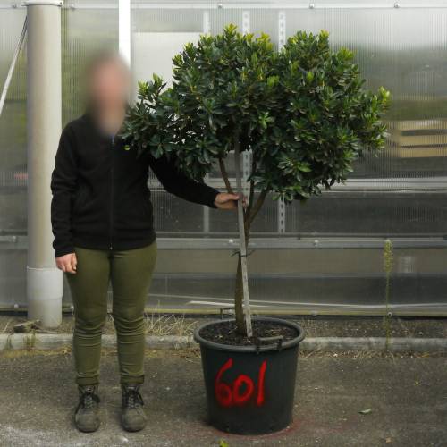 Strawberry tree Specimen