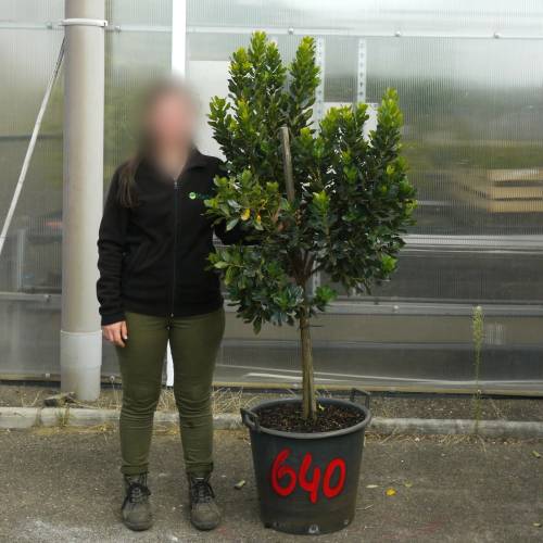 Strawberry tree Specimen