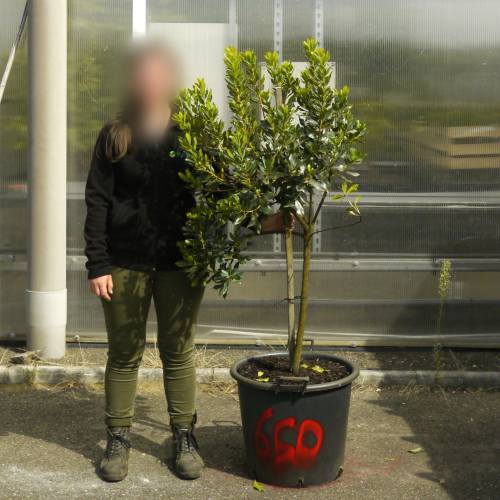 Strawberry tree Specimen