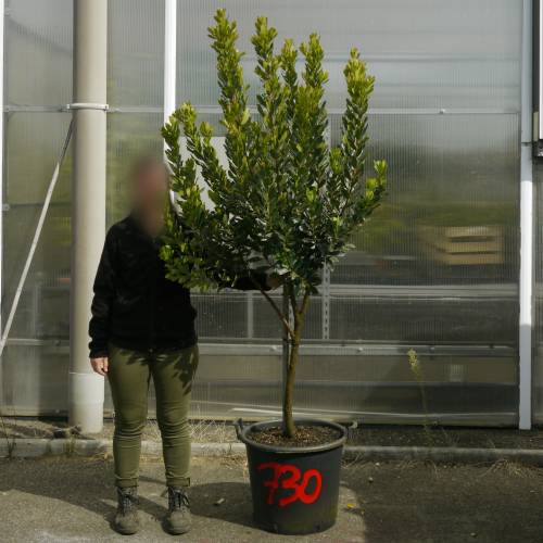 Strawberry tree Specimen