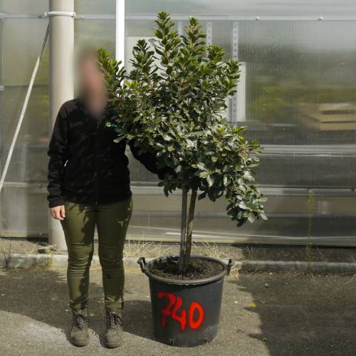 Strawberry tree Specimen