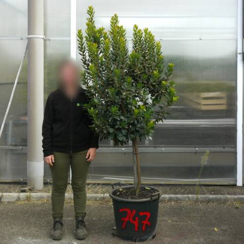 Strawberry tree Specimen