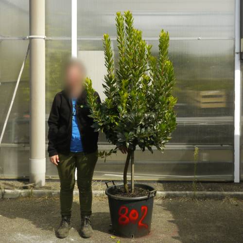 Strawberry tree Specimen