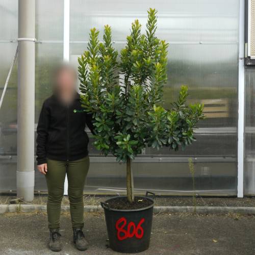 Strawberry tree Specimen