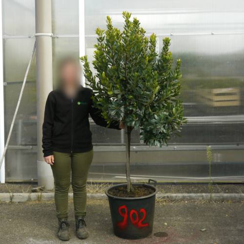 Strawberry tree Specimen