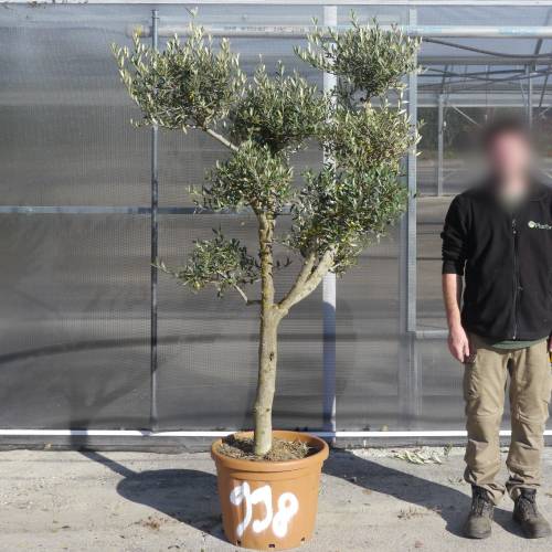Olive Tree Specimen