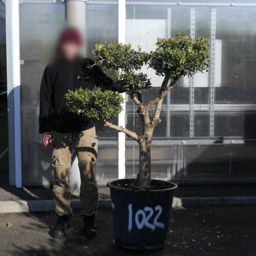 Olive Tree Specimen