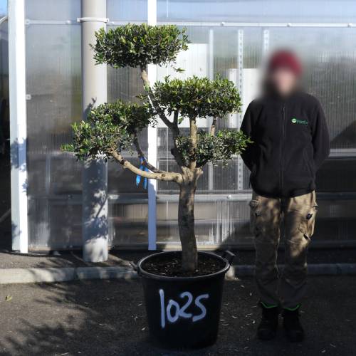 Olive Tree Specimen