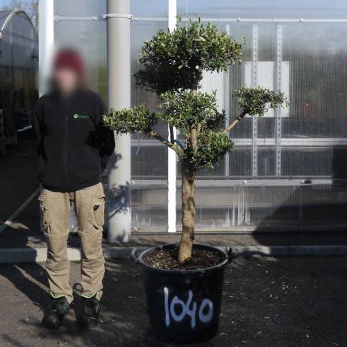 Olive Tree Specimen