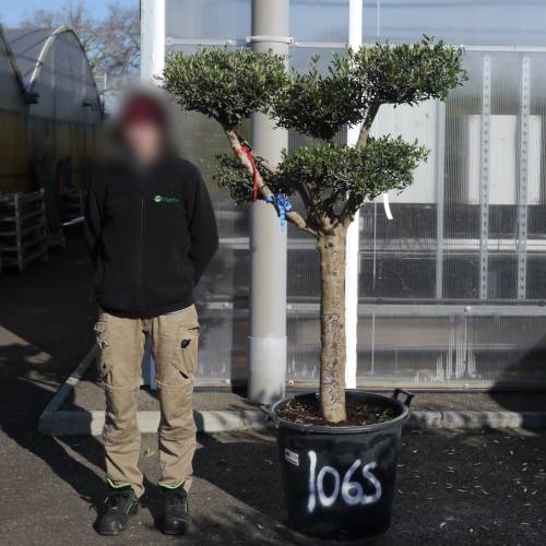 Olive Tree Specimen