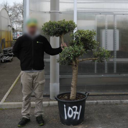 Olive Tree Specimen