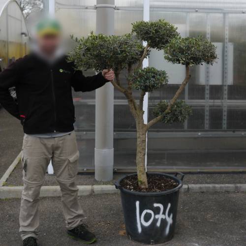 Olive Tree Specimen