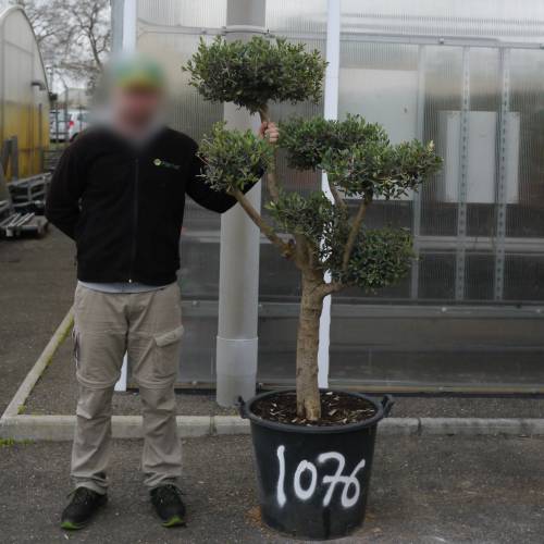 Olive Tree Specimen