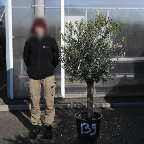 Olive Tree Specimen