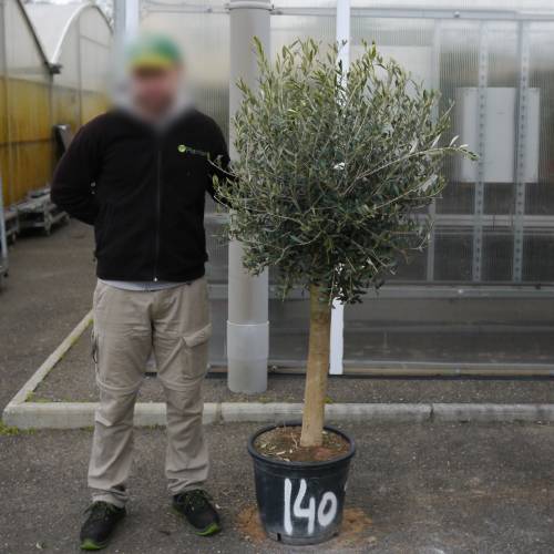 Olive Tree Specimen