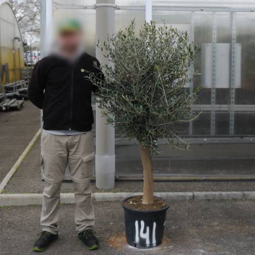 Olive Tree Specimen
