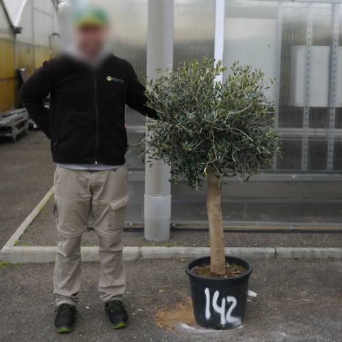 Olive Tree Specimen