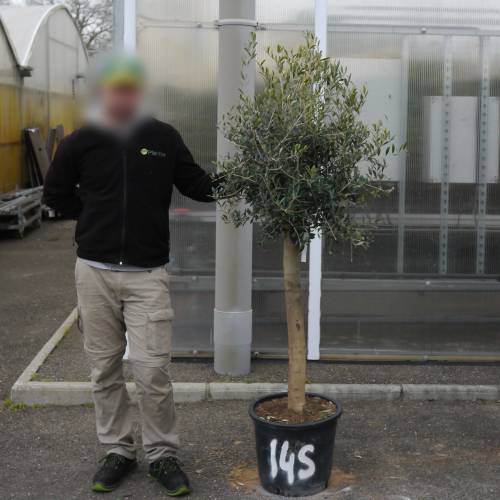 Olive Tree Specimen