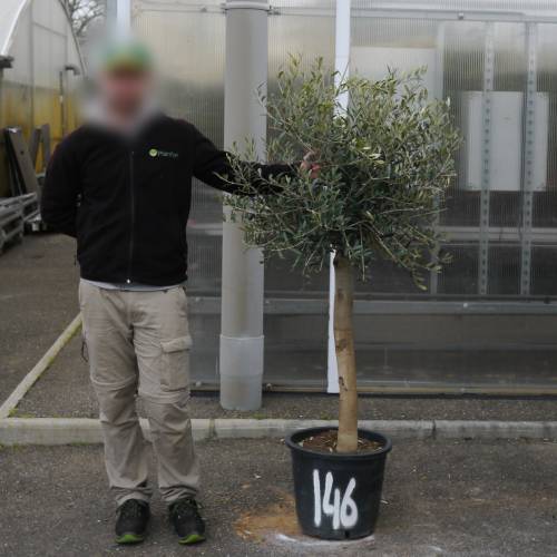 Olive Tree Specimen
