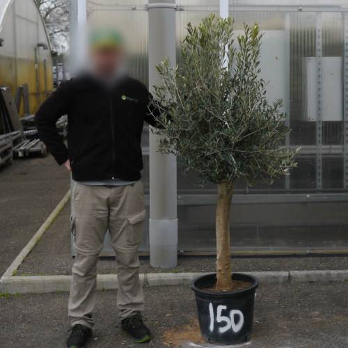Olive Tree Specimen