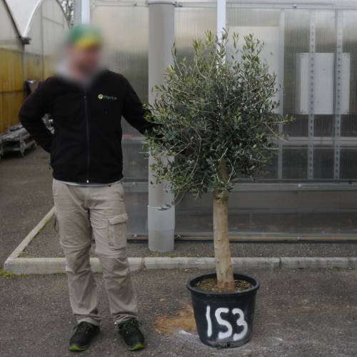 Olive Tree Specimen
