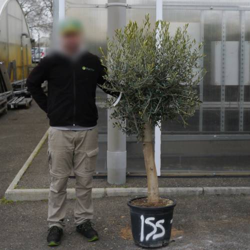Olive Tree Specimen