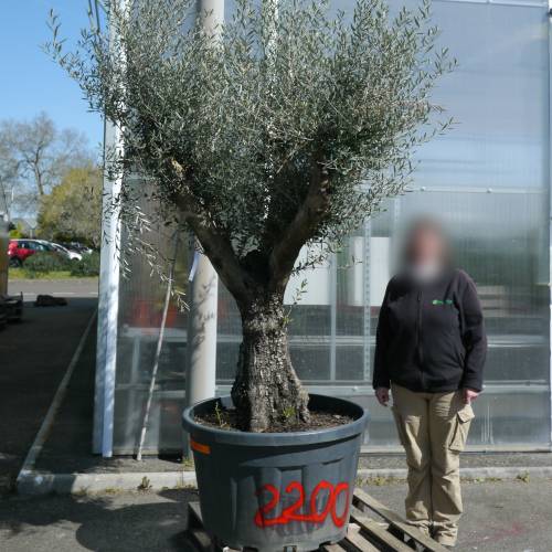 Olive Tree Specimen
