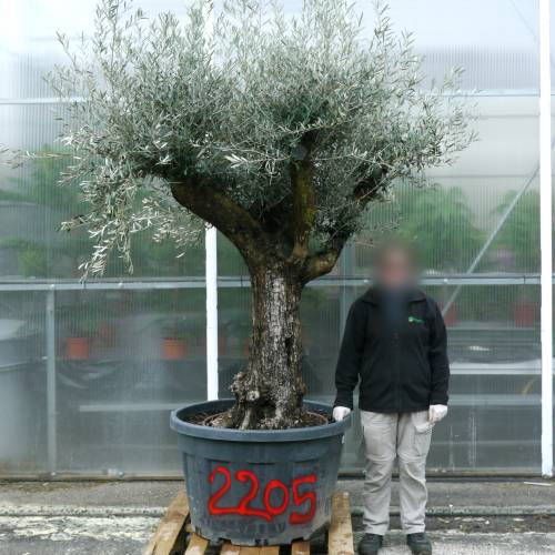 Olive Tree Specimen
