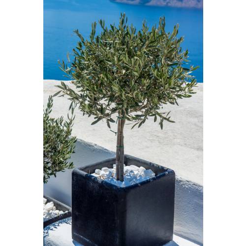 Olive Tree Standard